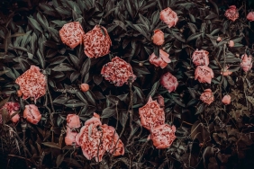 Fenerbahce8217de-Levent-Mercan-Sezonu-Kapatti-Adale-Yirtigi-Tespit-Edildi-featured