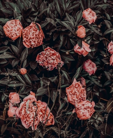 Fenerbahce8217de-Levent-Mercan-Sezonu-Kapatti-Adale-Yirtigi-Tespit-Edildi-featured