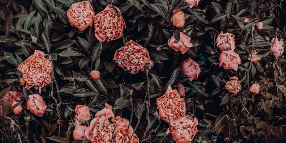 Fenerbahçe’de Levent Mercan Sezonu Kapattı: Adale Yırtığı Tespit Edildi