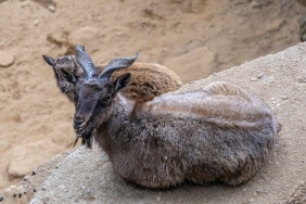 Siirt-Pervari8217de-Yaban-Kecileri-Goz-Kamastirdi-featured