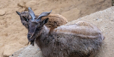 Siirt-Pervari8217de-Yaban-Kecileri-Goz-Kamastirdi-featured